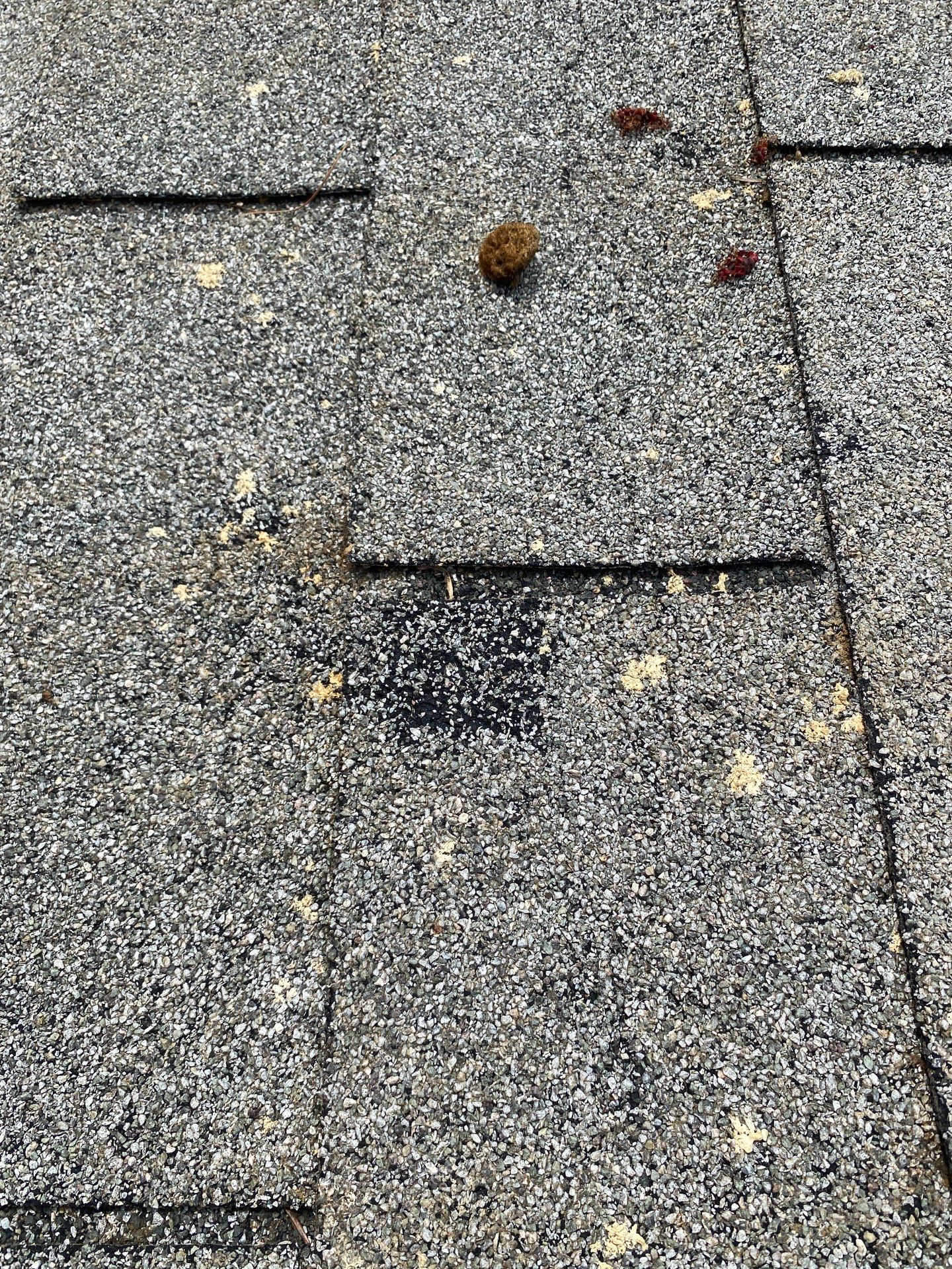 Roofing | Maynard by Mighty Dog Roofing of Greater Middlesex County