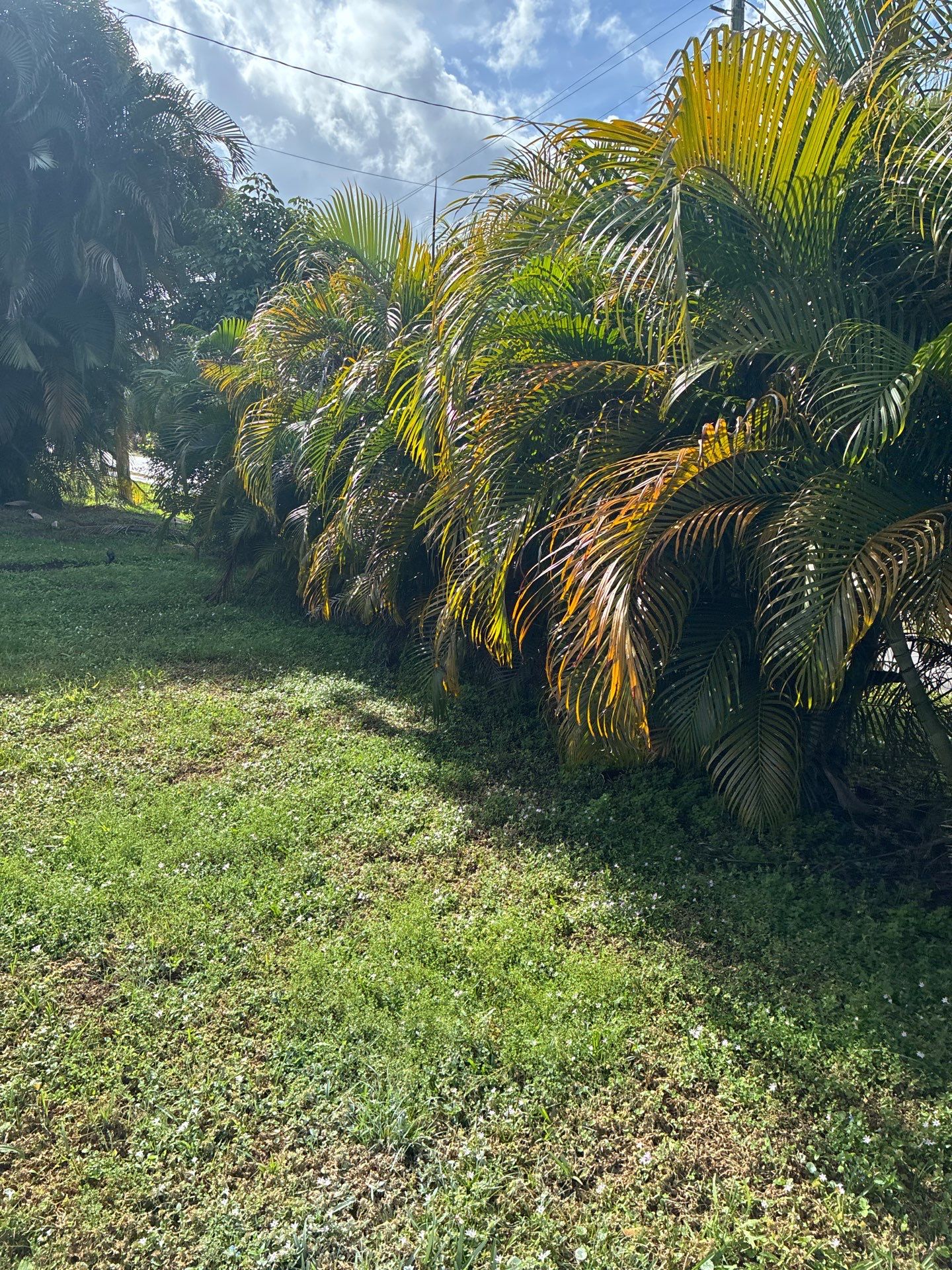 🏡 Pre-Sale Property Cleanup in Old Palm City, FL by Alpha Zeta Enterprises Inc