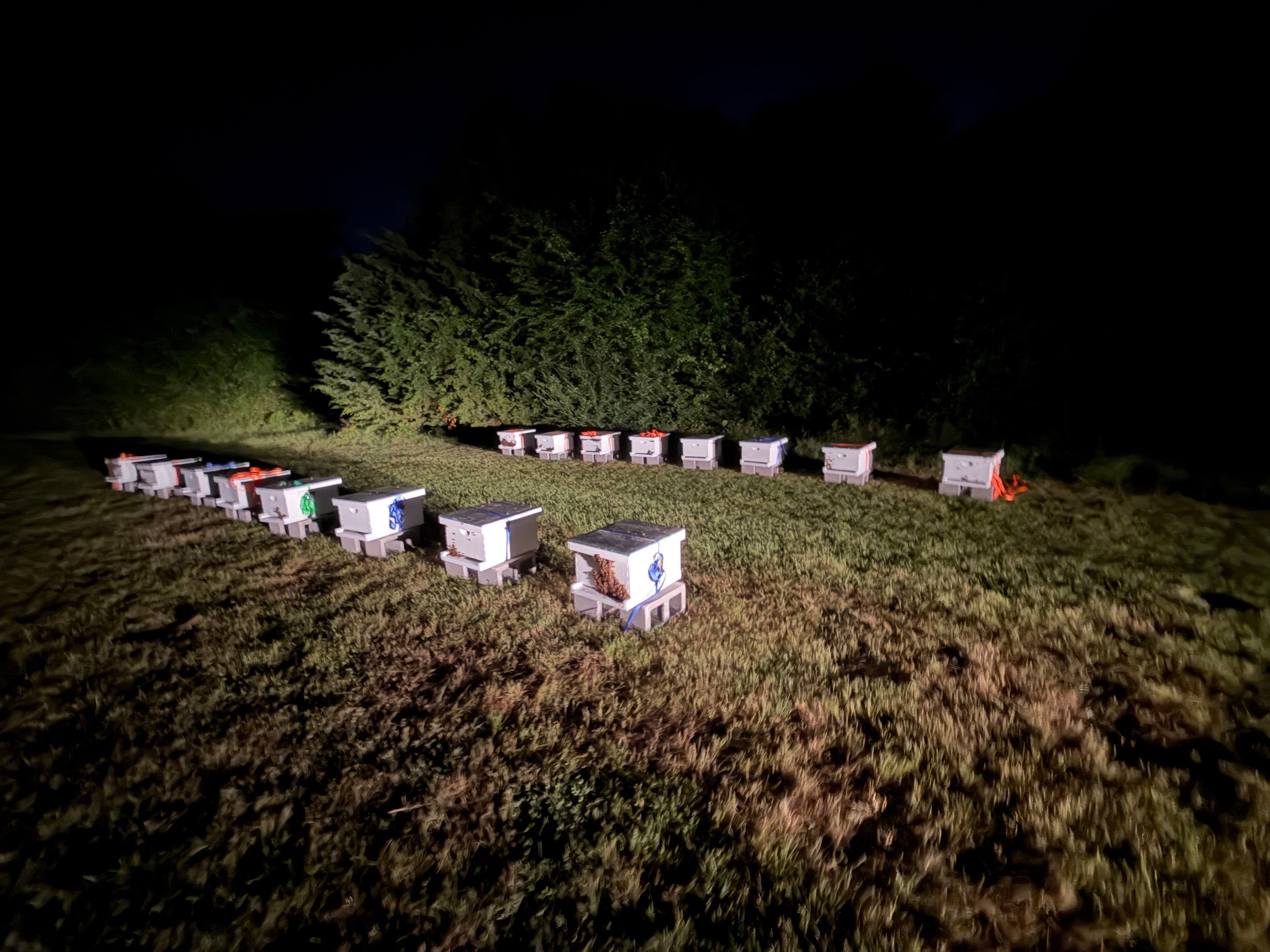 45 colonies in three apiaries by Rockwall Honey Bee Company