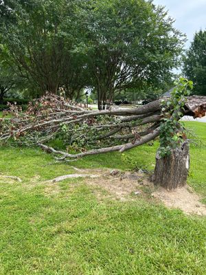 Removal of Fallen Tree