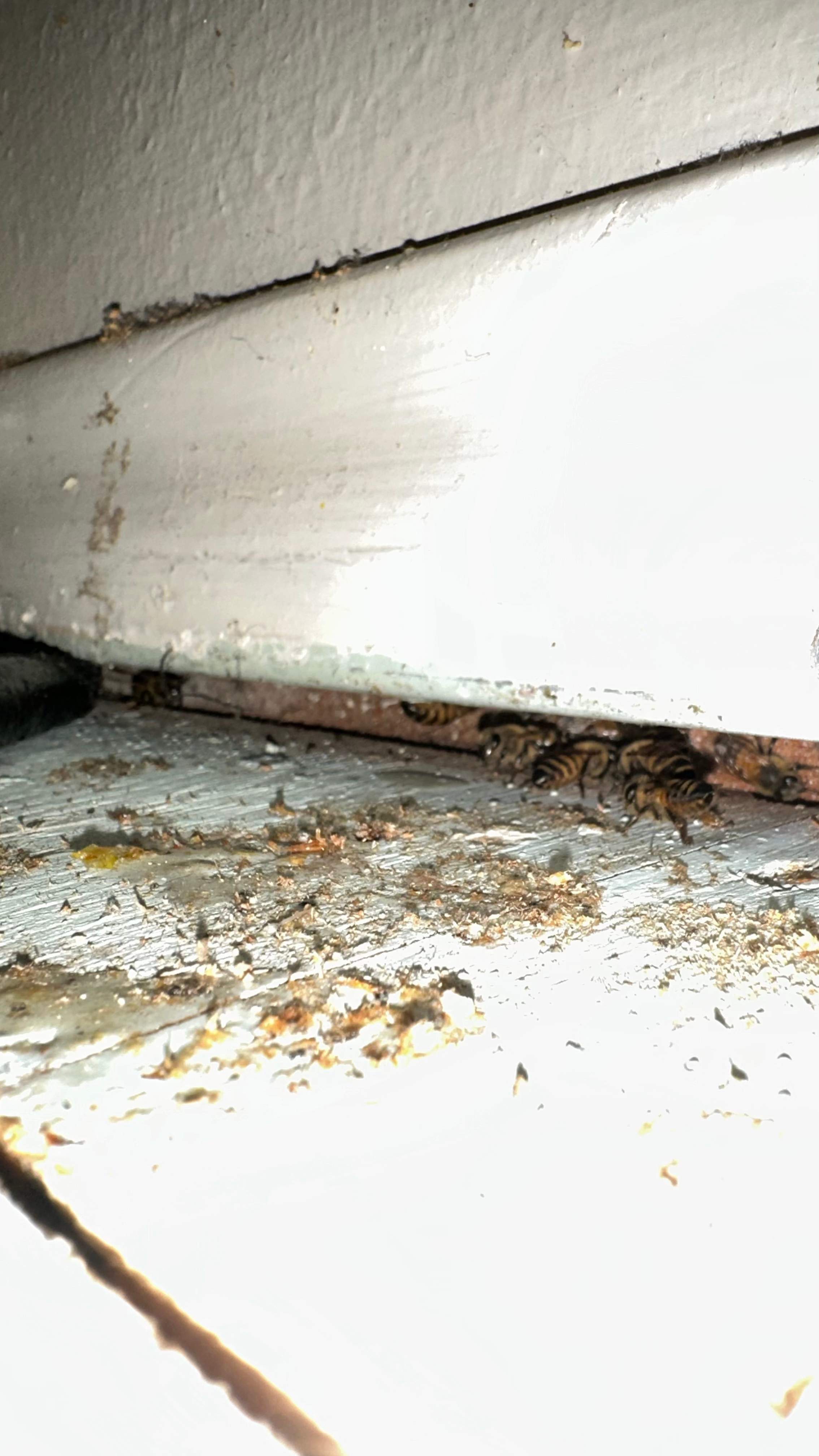 Under-foot. by Rockwall Honey Bee Company