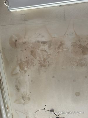 Mold Remediation