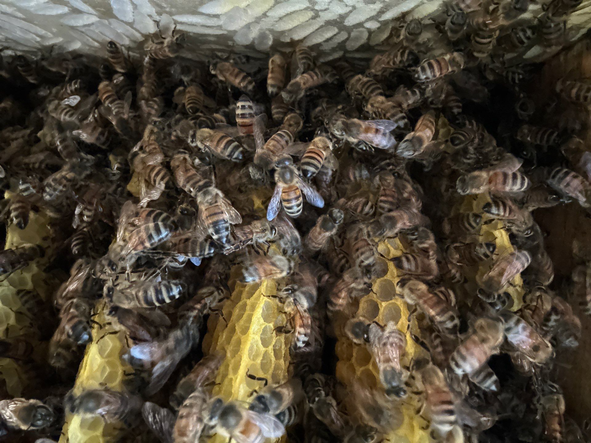 Corporate HQ by Rockwall Honey Bee Company