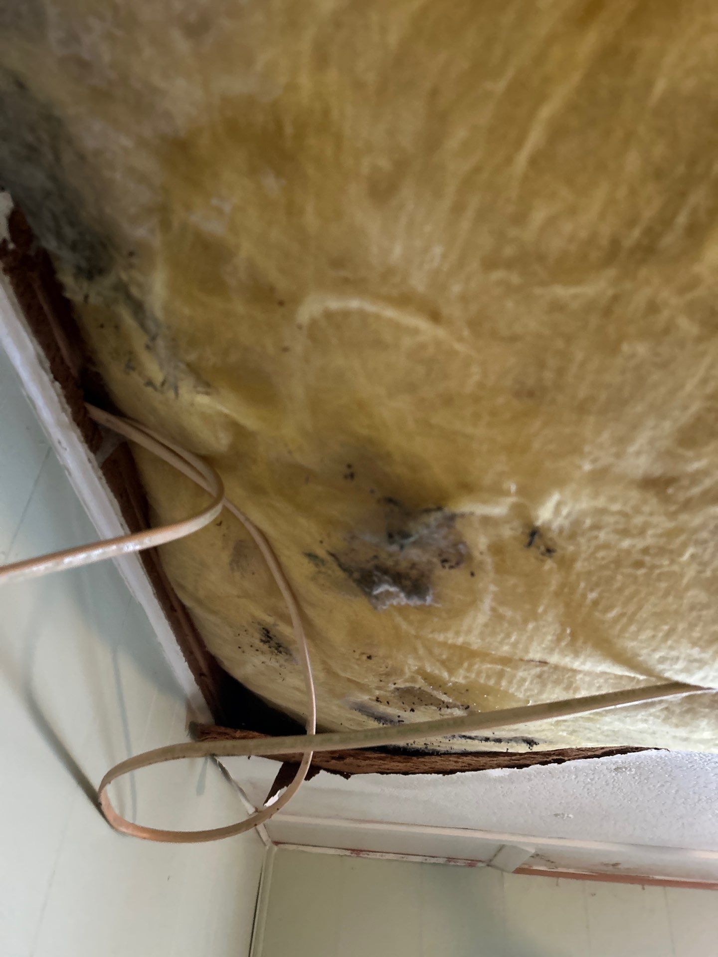 Mold Remediation Palmetto by Ampm Restoration Services 