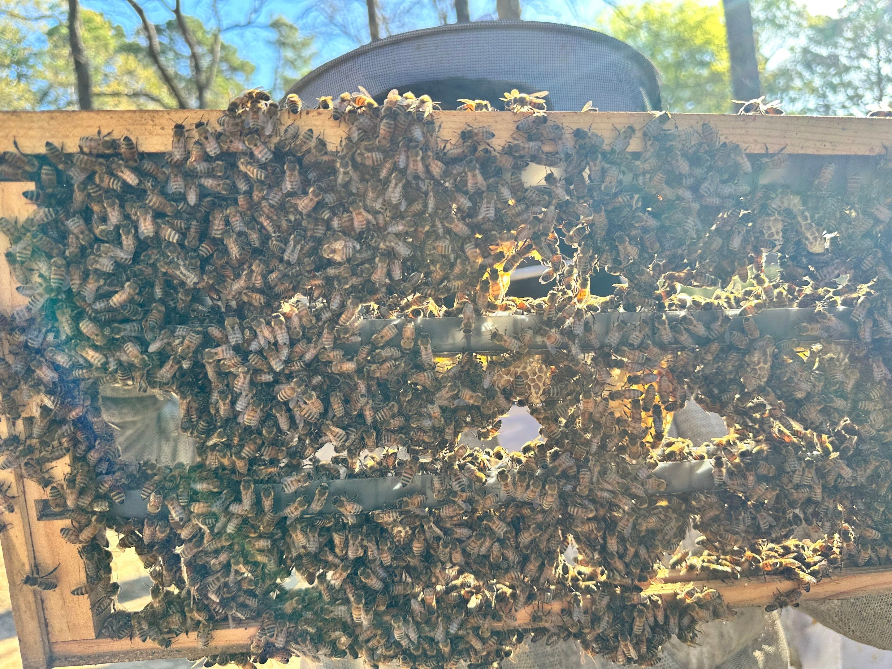 BeeGirl ETX HQ by Rockwall Honey Bee Company