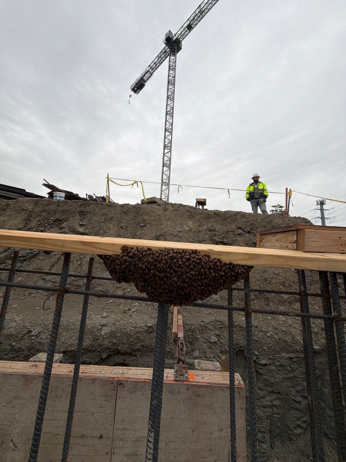 Rockwall Swarm: Downtown Construction Site by Rockwall Honey Bee Company