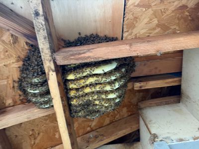 Nurse Bees