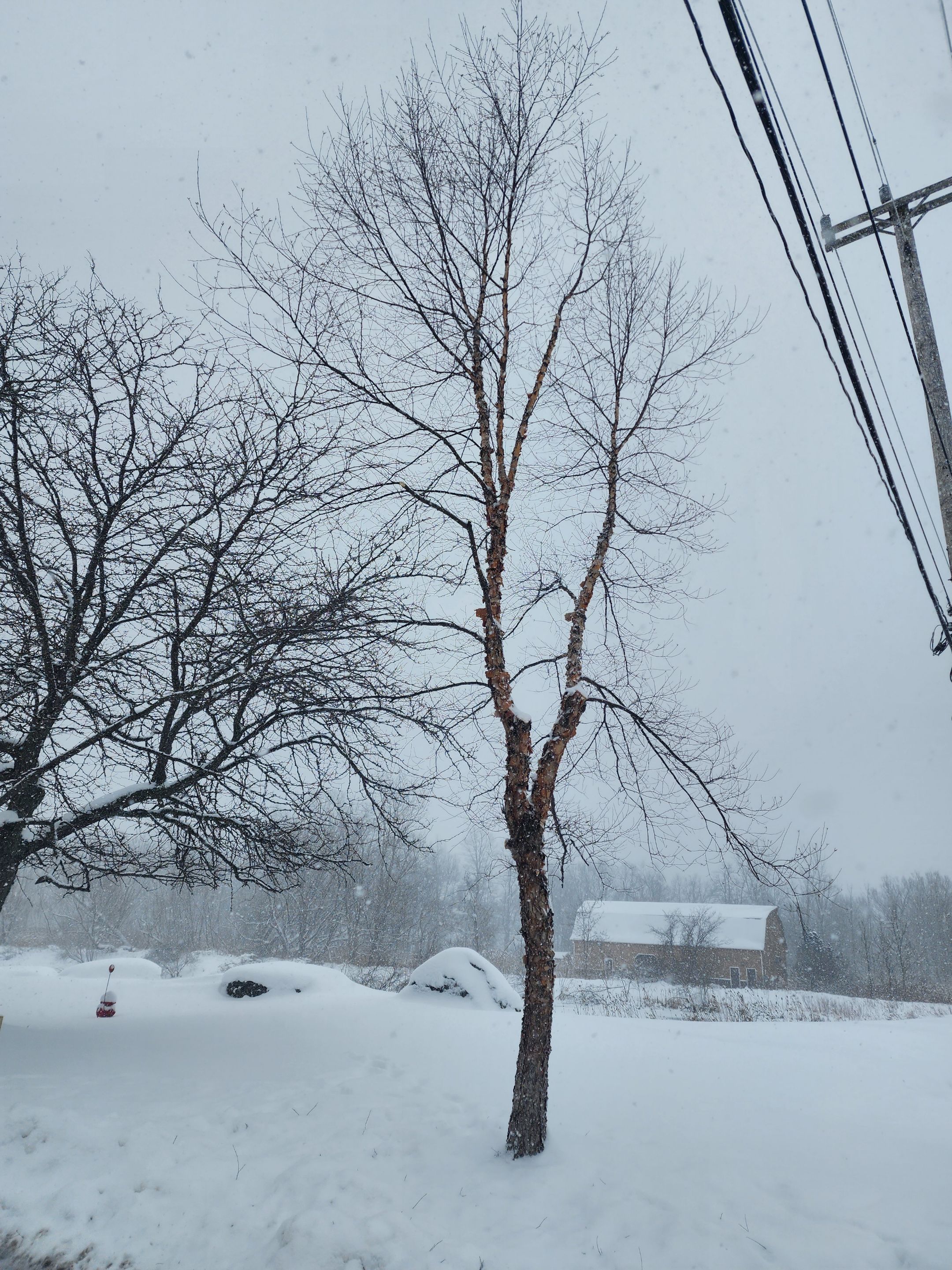 Tree Removal and Pruning by Treeman Tom LLC