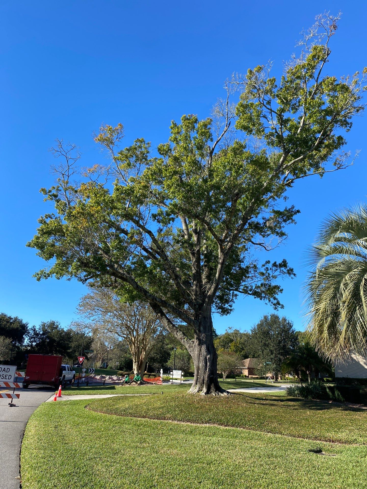 Deerwood Resident | Tree Removal & Stump Grinding by ProGreen Services