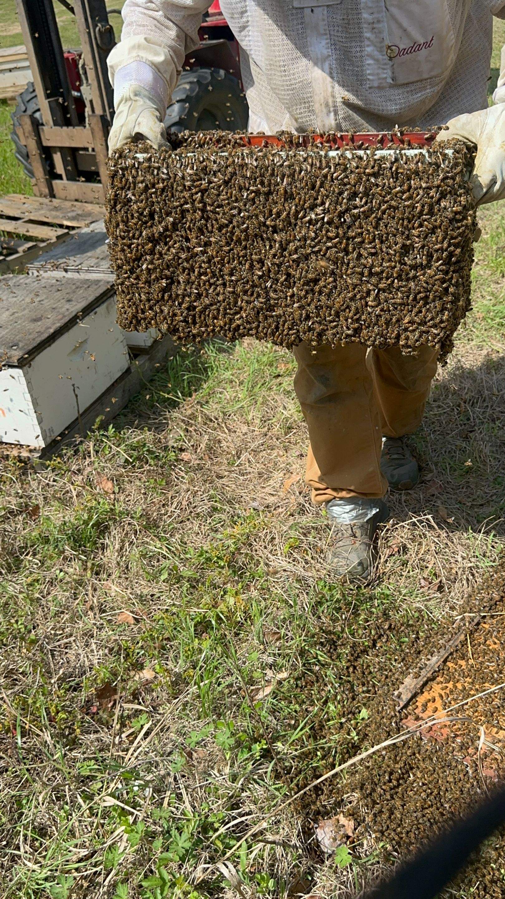 BeeGirl ETX HQ by Rockwall Honey Bee Company