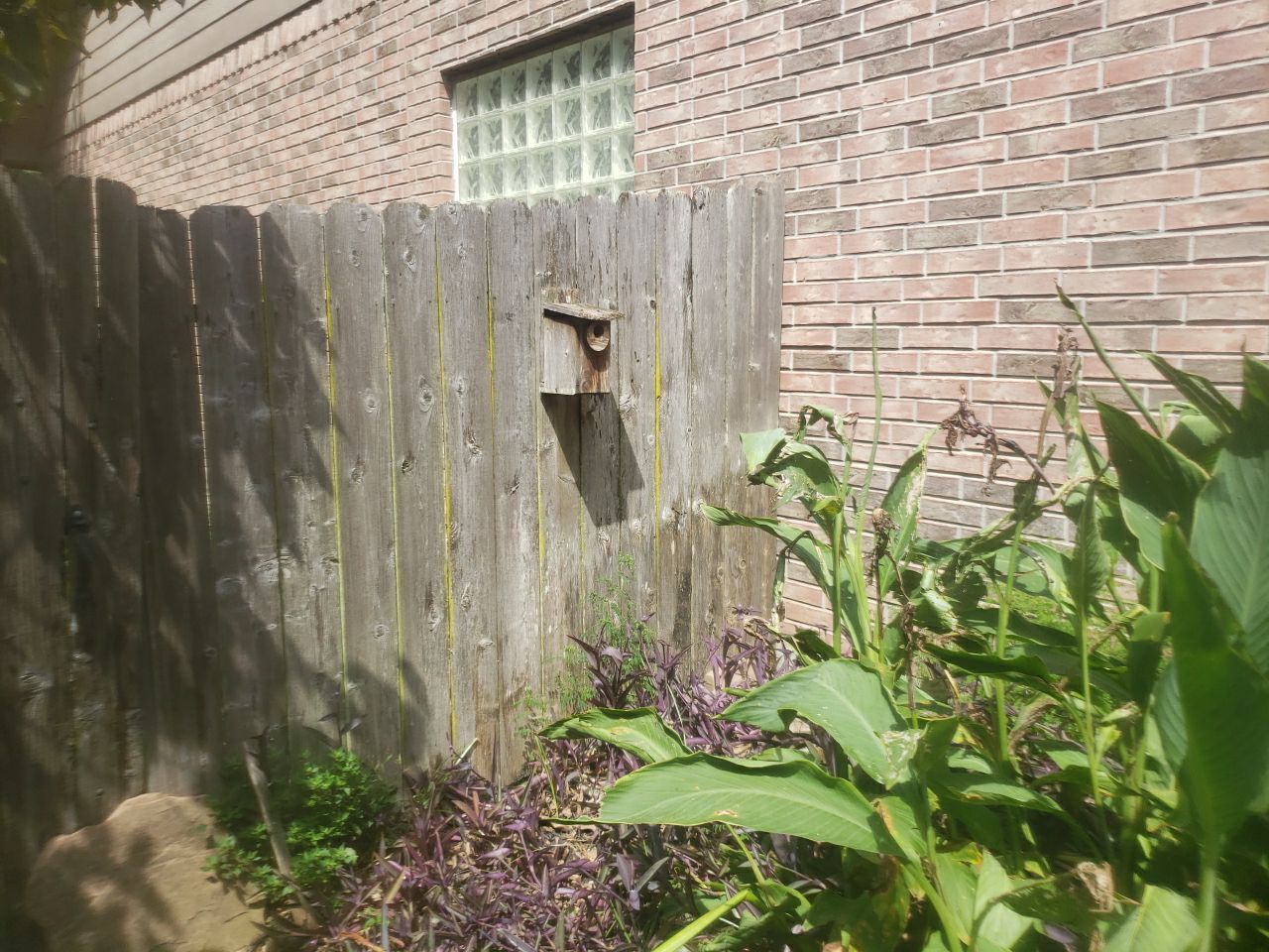 6'6" Western Red Cedar Fence Install by Astro Outdoor Designs 
