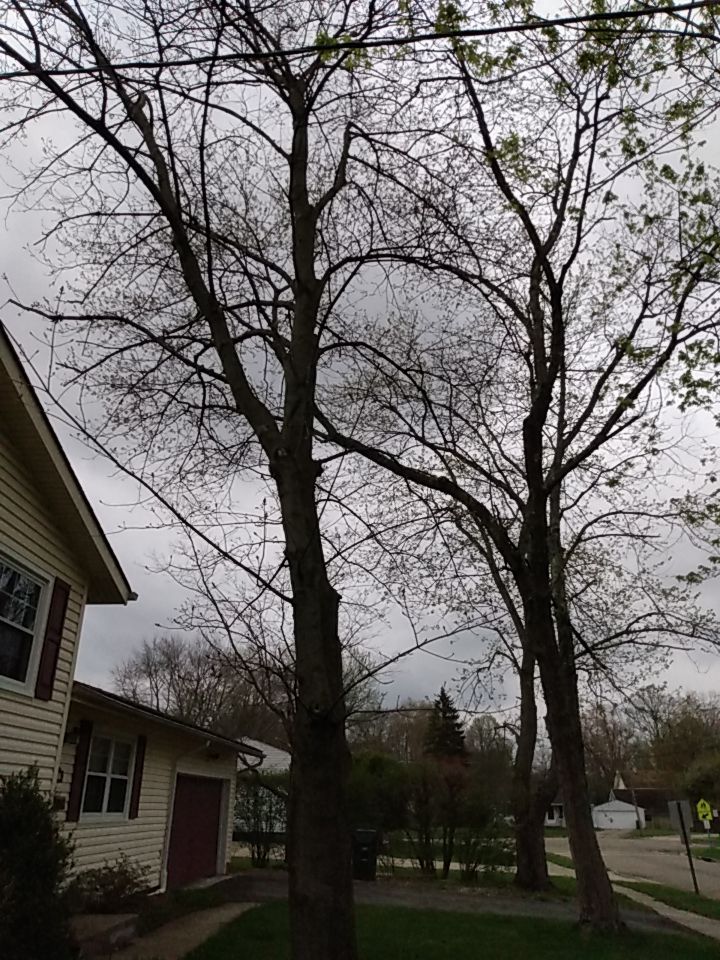 Tree Removal using Tree Removal by Mike Jones & Sons Tree Service LLC 