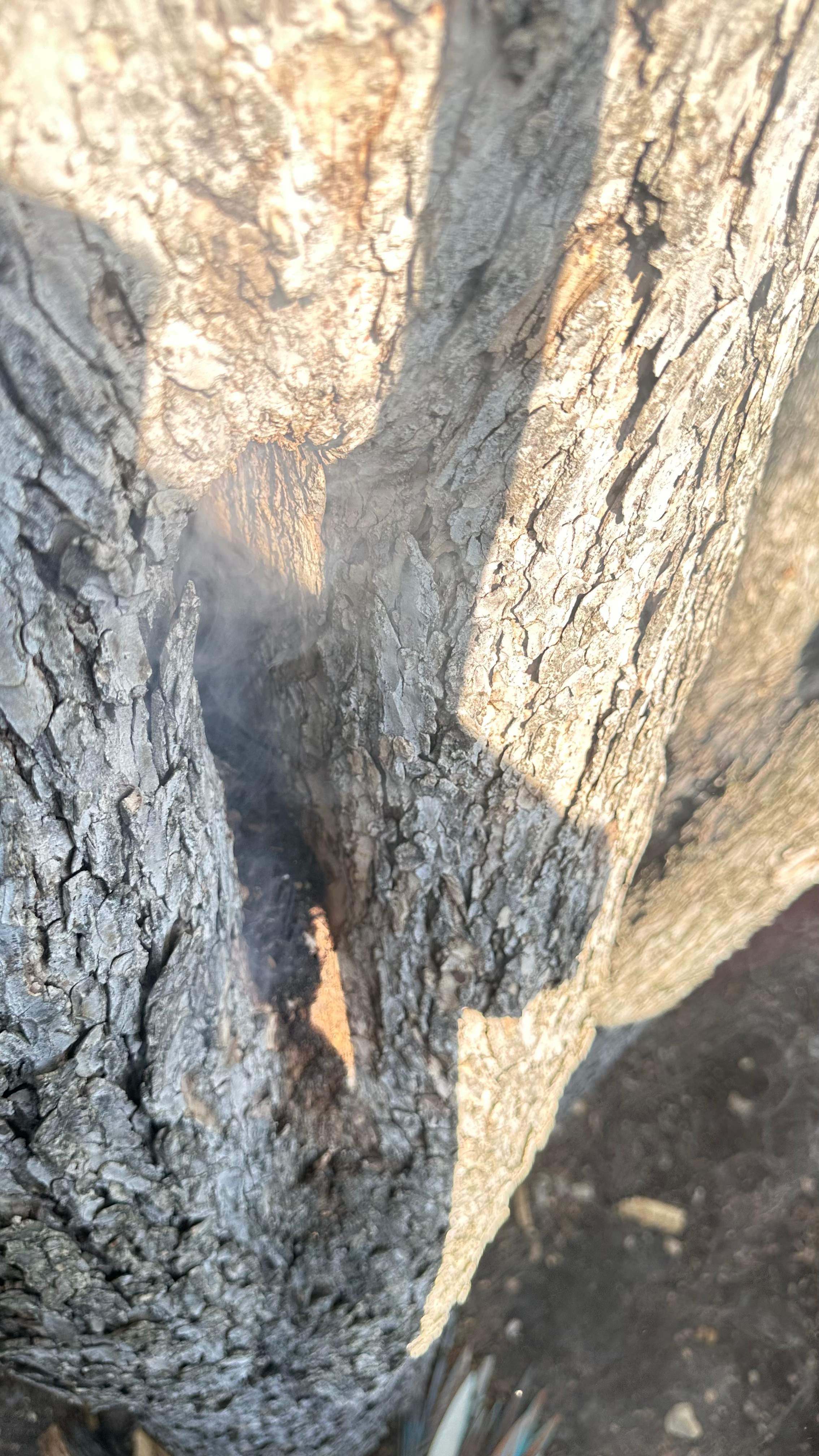 Tree Service Help  by Rockwall Honey Bee Company