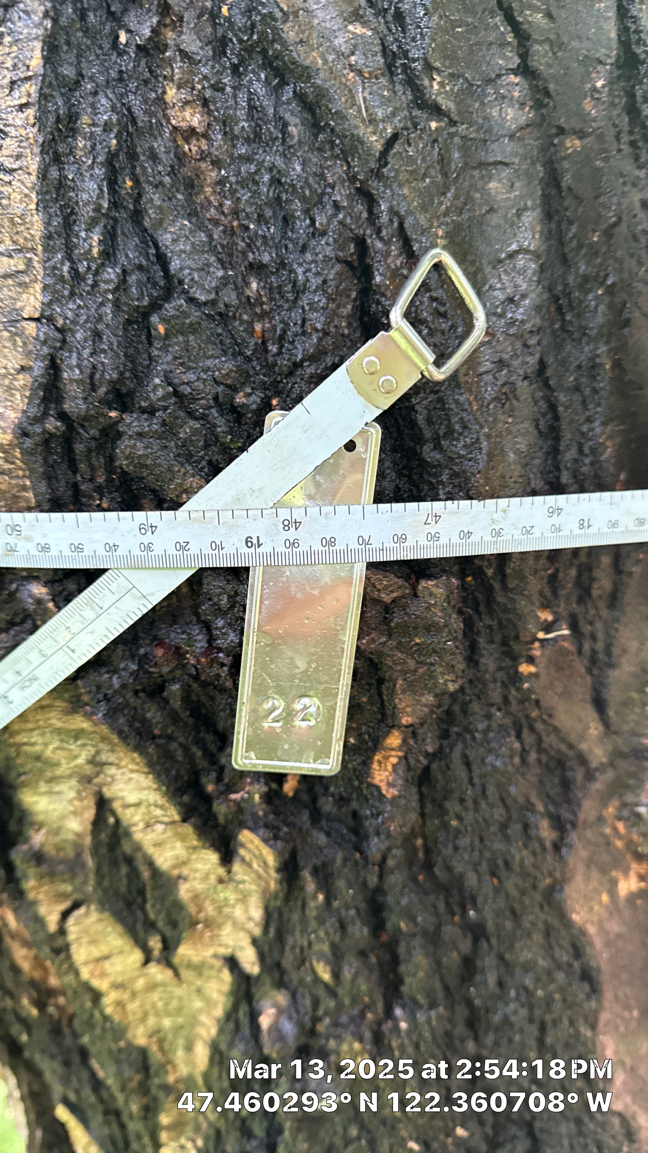 π Arborist Reporting & Tree Surveying β Code Compliance Project by Sound Tree Care LLC
