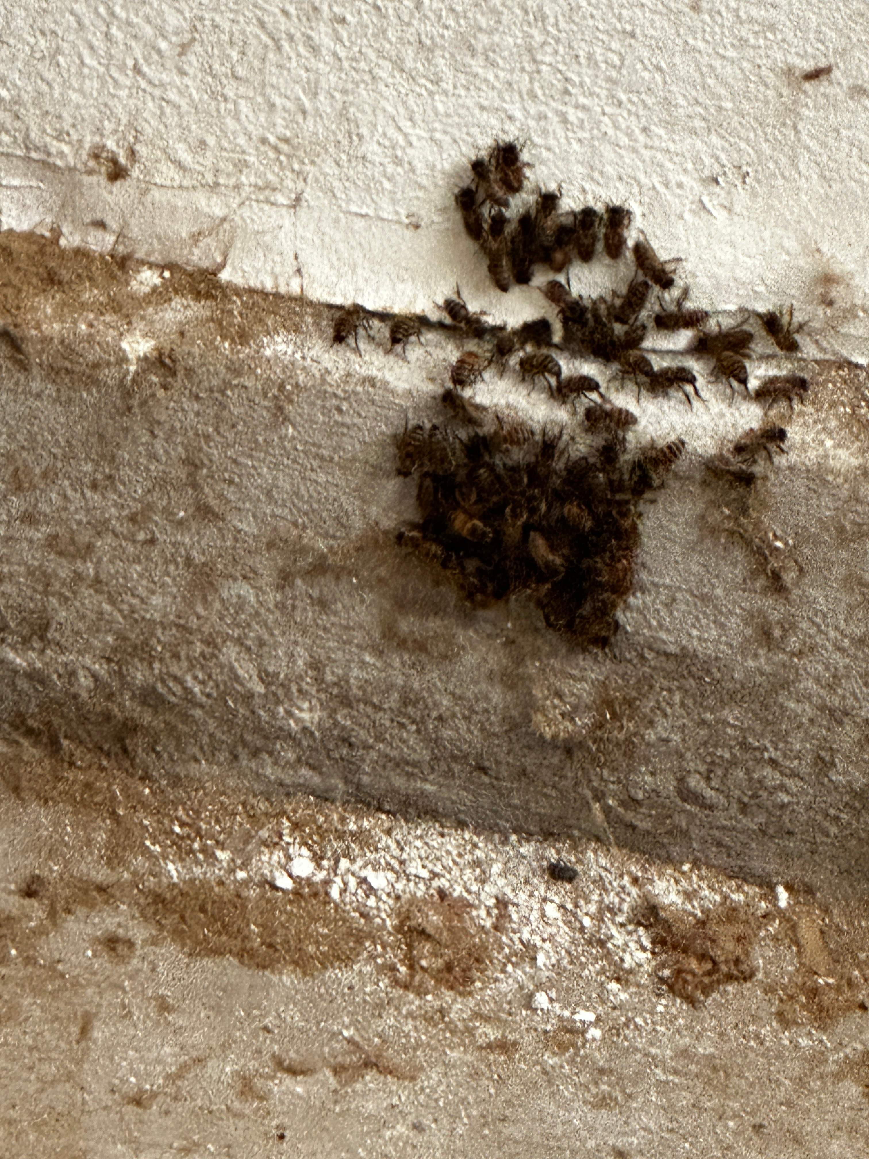 Beautiful Fresh Comb by Rockwall Honey Bee Company