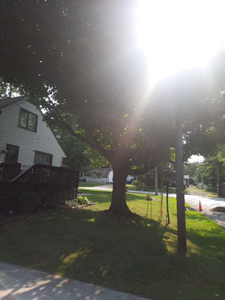 Tree Trimming using Tree Pruing by Mike Jones & Sons Tree Service LLC 