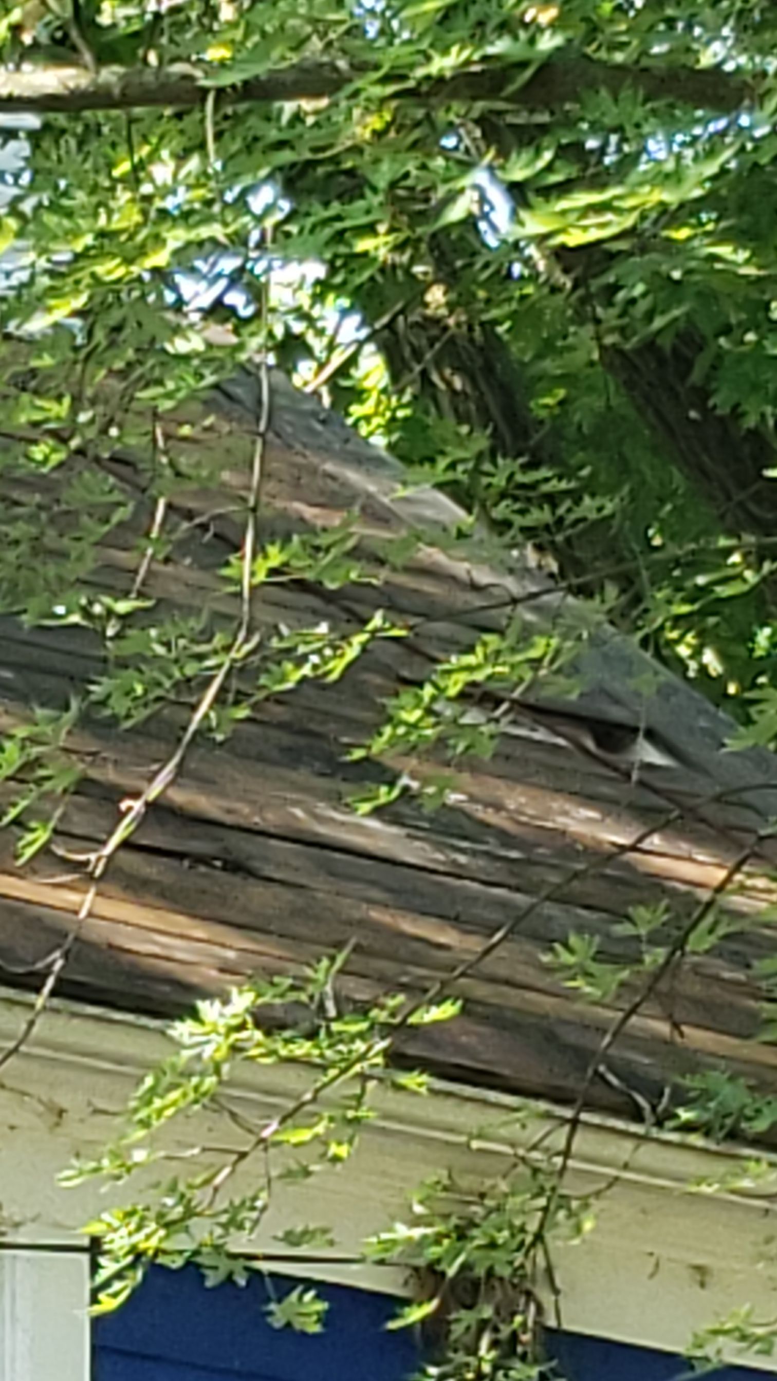 ATLAS PINNACLE COLOR: SCOTCHGARD BLACK DRIP EDGE: WHITE by Eagle Eye Roofing