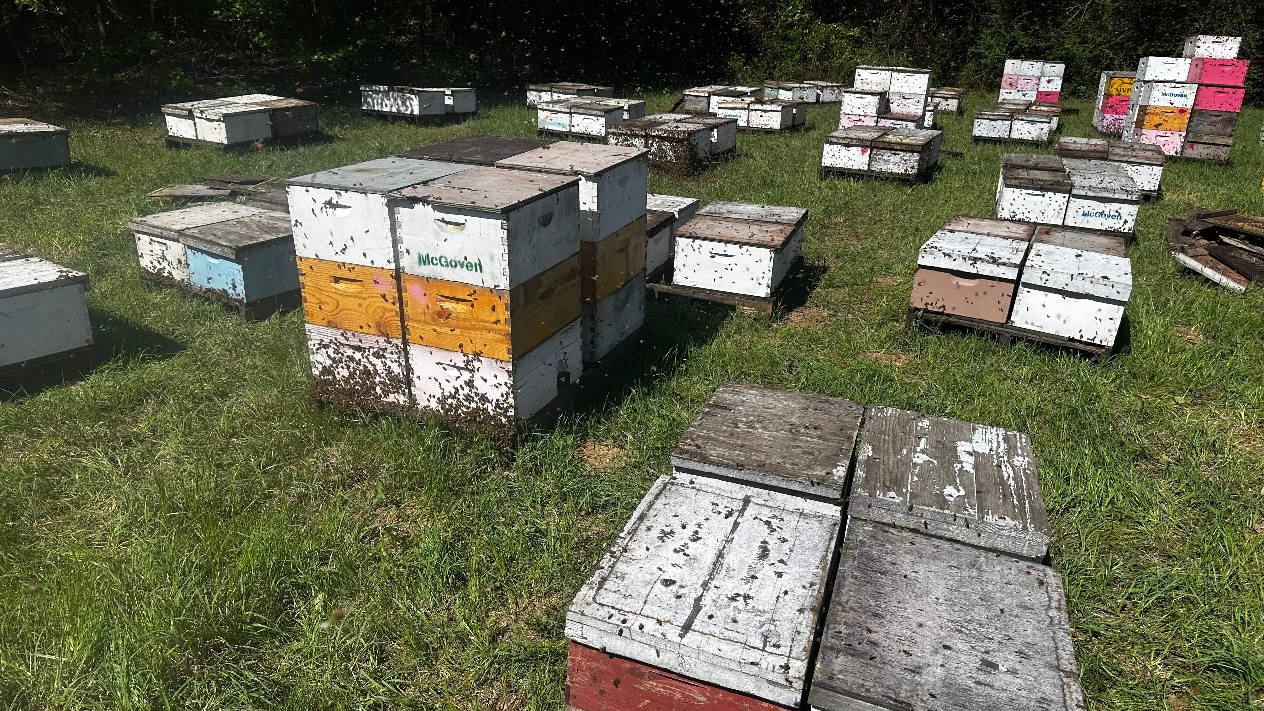 Traylor's Hay Meadow Apiary by Rockwall Honey Bee Company