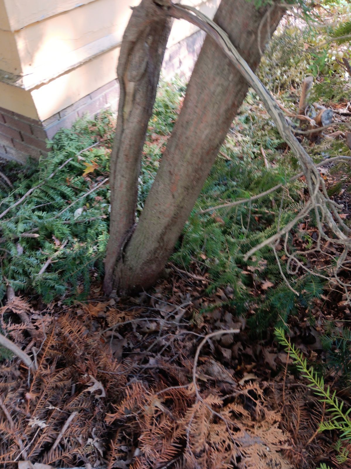 Tree Removal using Tree Removal by Mike Jones & Sons Tree Service LLC 