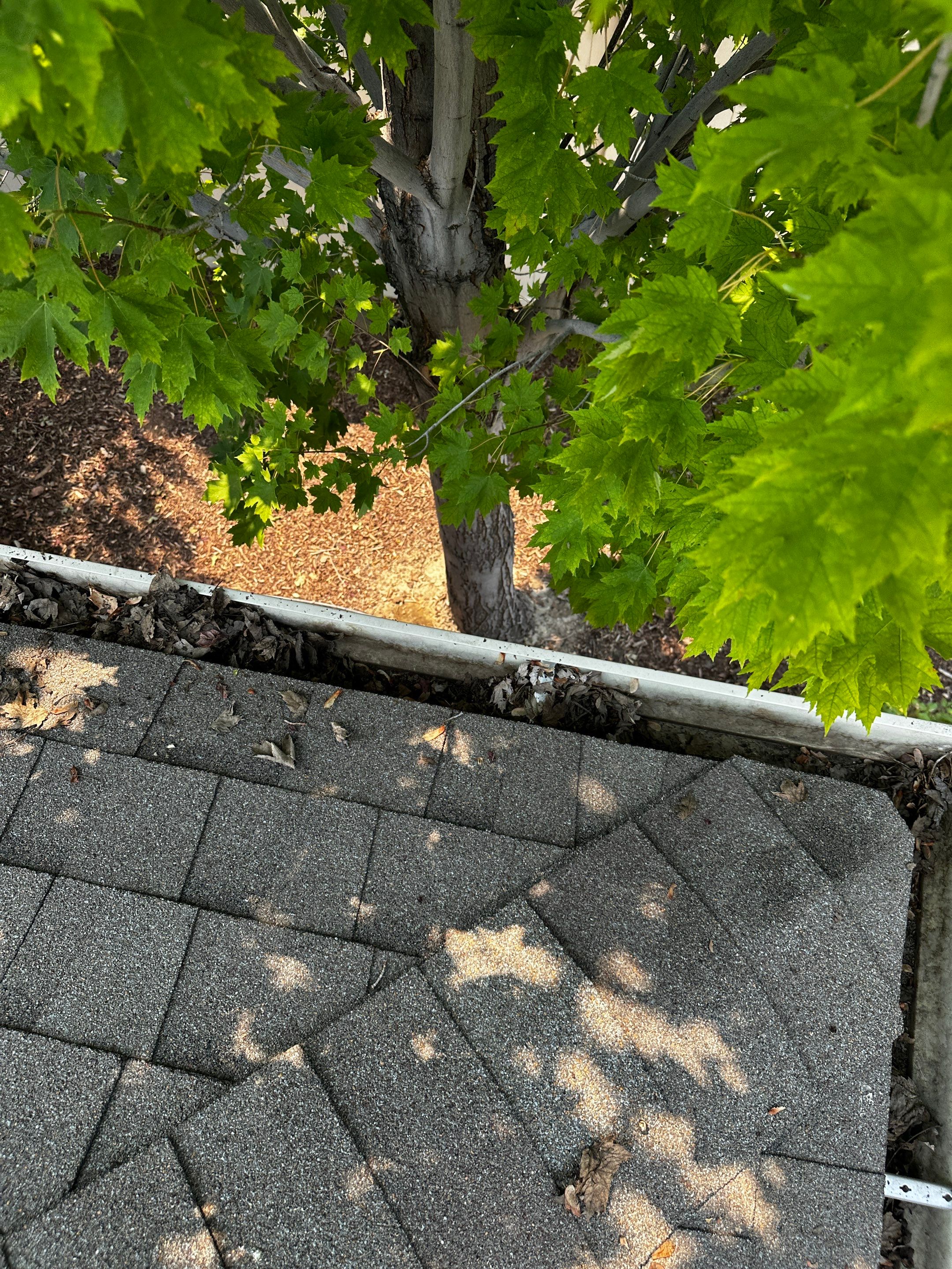 Commercial gutter cleaning Nampa & Caldwell, ID before photo with filled gutters
