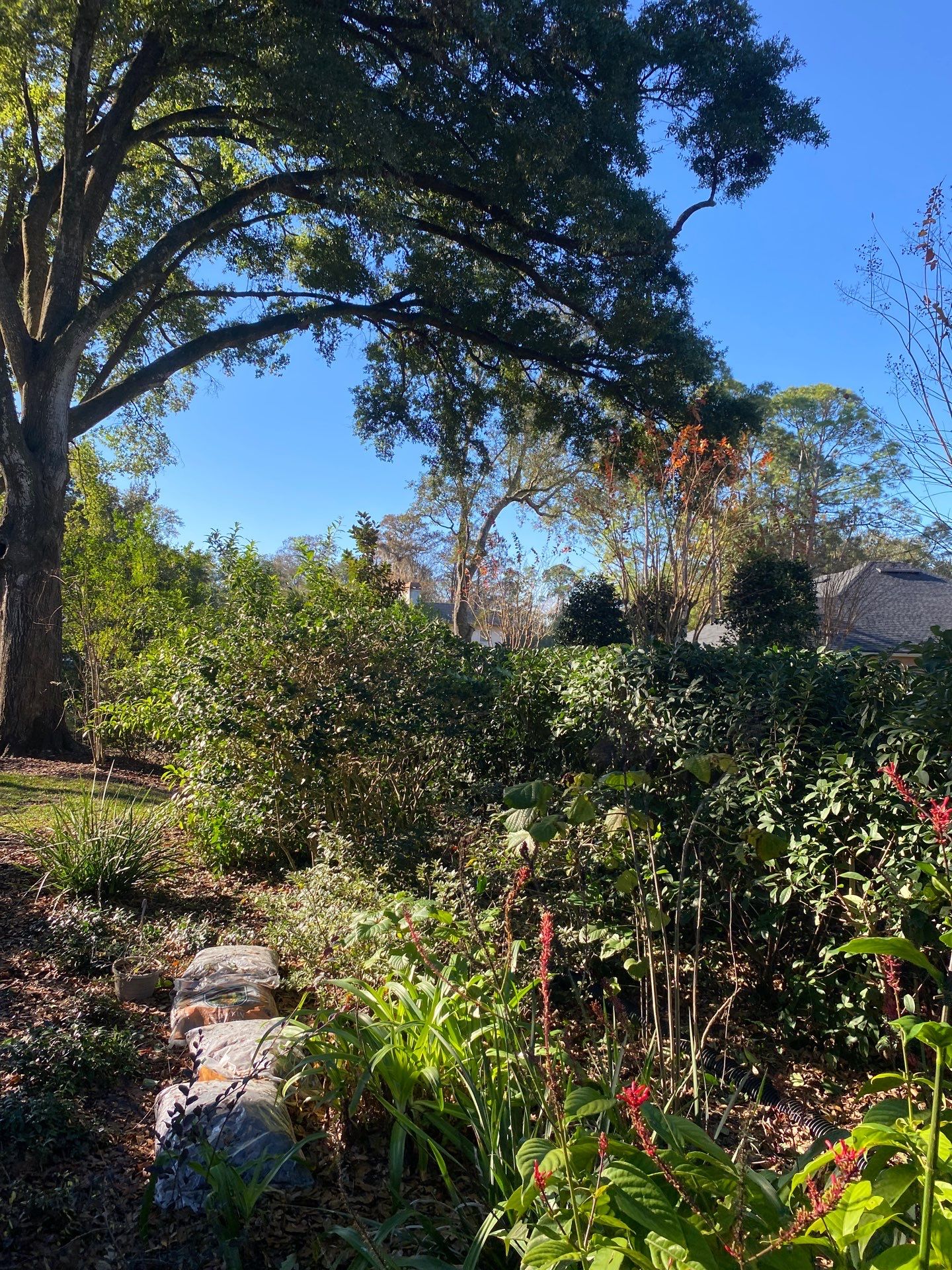 Deerwood Resident | Tree Removal by ProGreen Services
