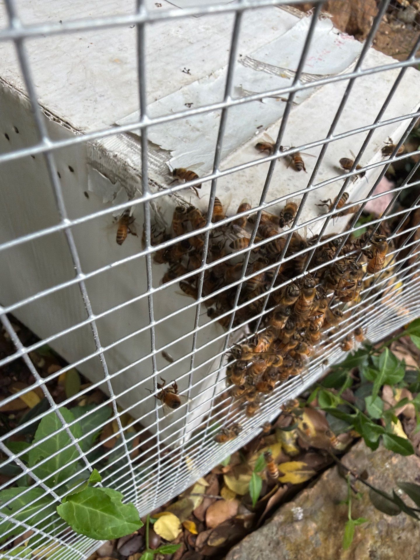 Nurse Bees by Rockwall Honey Bee Company