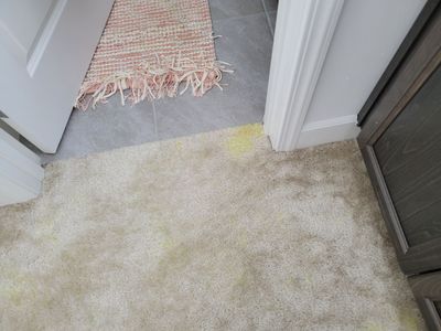 Carpet Repair of Paint, Stain & Bleach