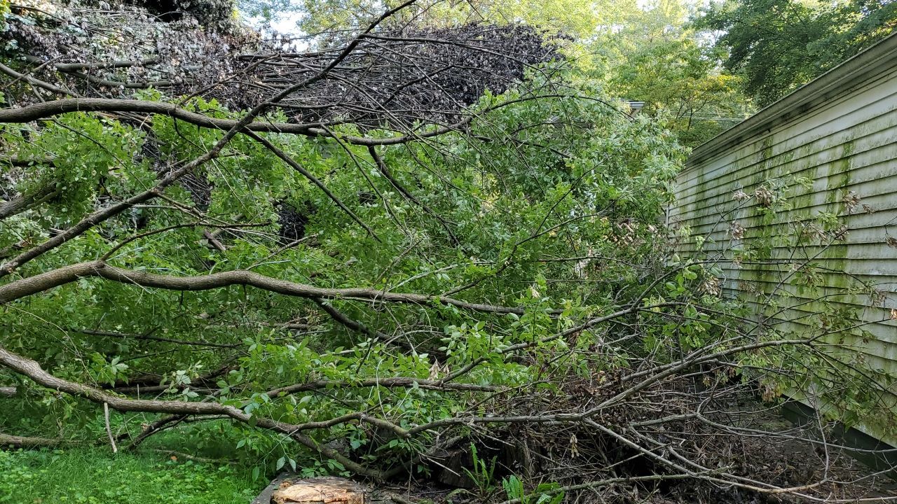 Storm Damaged Tree Removal  by Mike Jones & Sons Tree Service LLC 