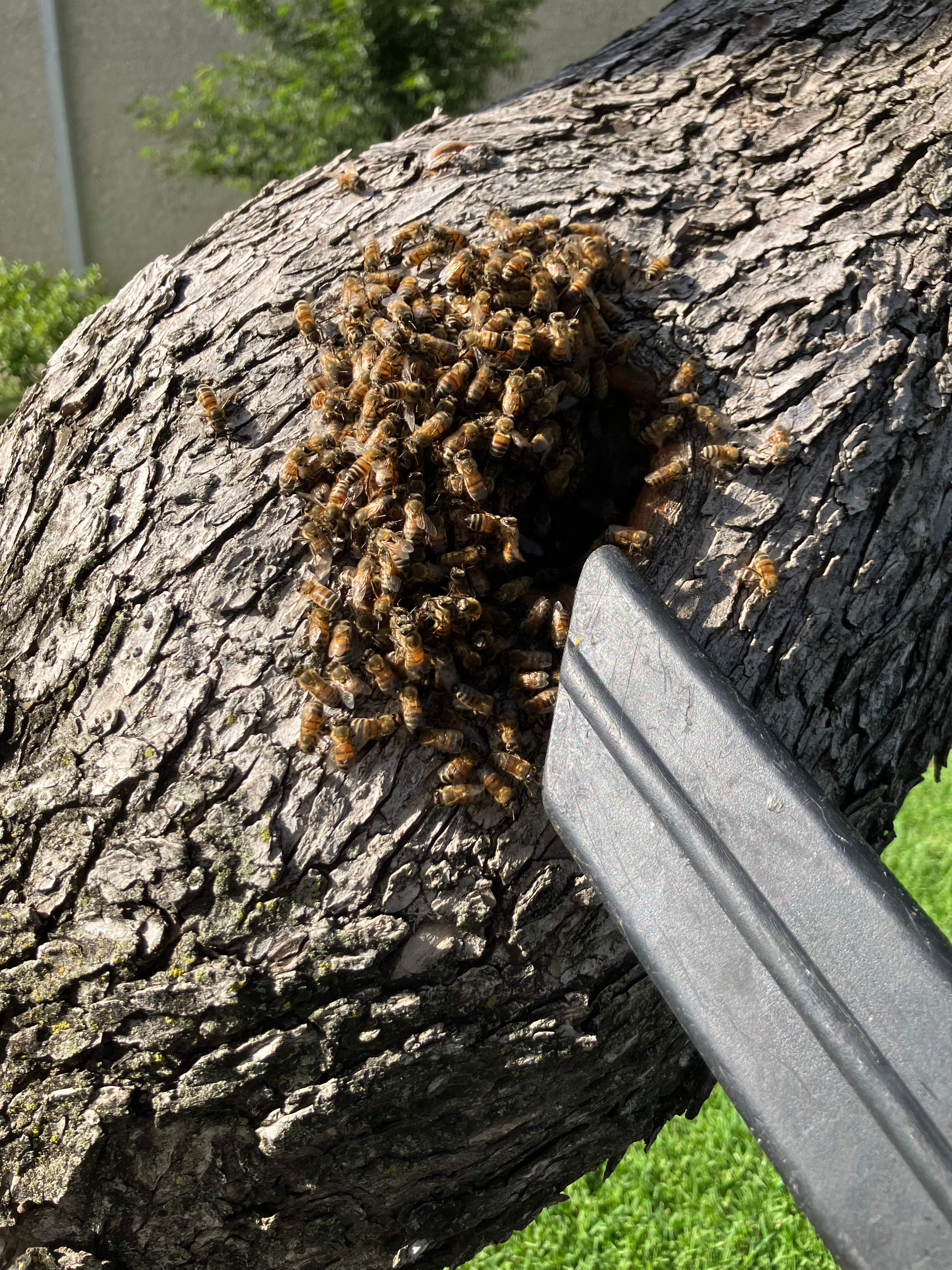 Favorite Tree Job by Rockwall Honey Bee Company