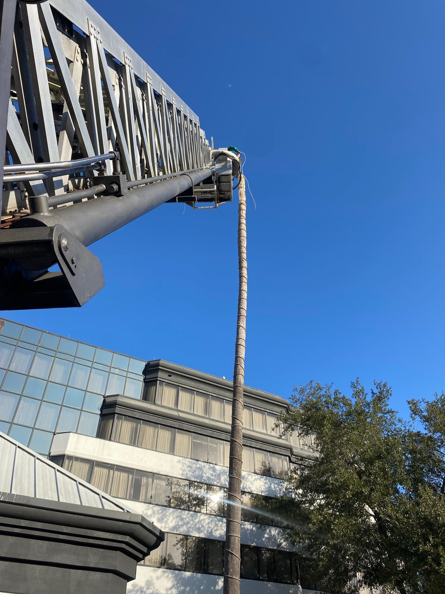 Marriott Hotel | Tree Trimming & Removal by ProGreen Services