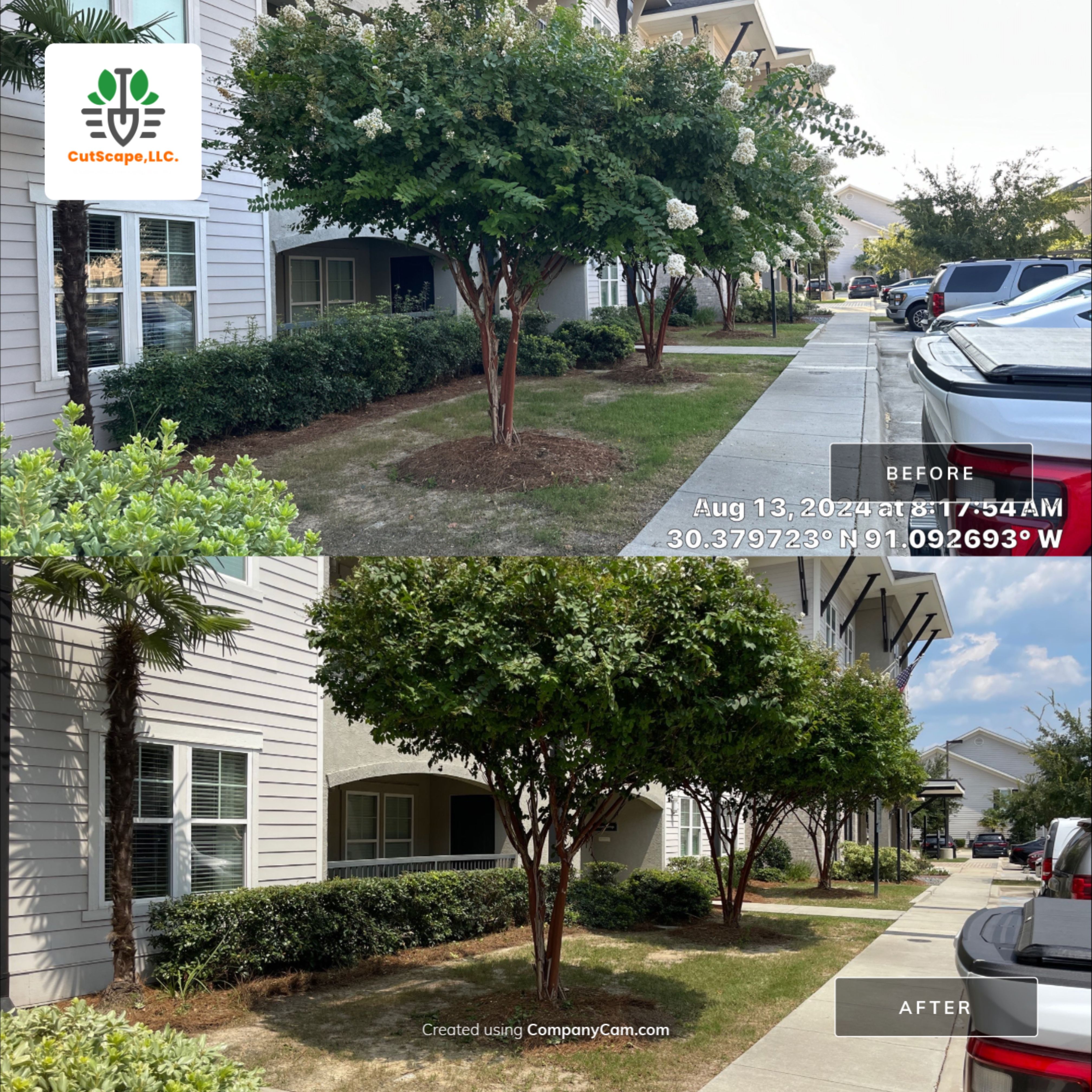 MULTI FAMILY PROPERTY: HEDGE TRIM / BED CLEAN by CutScape, LLC.