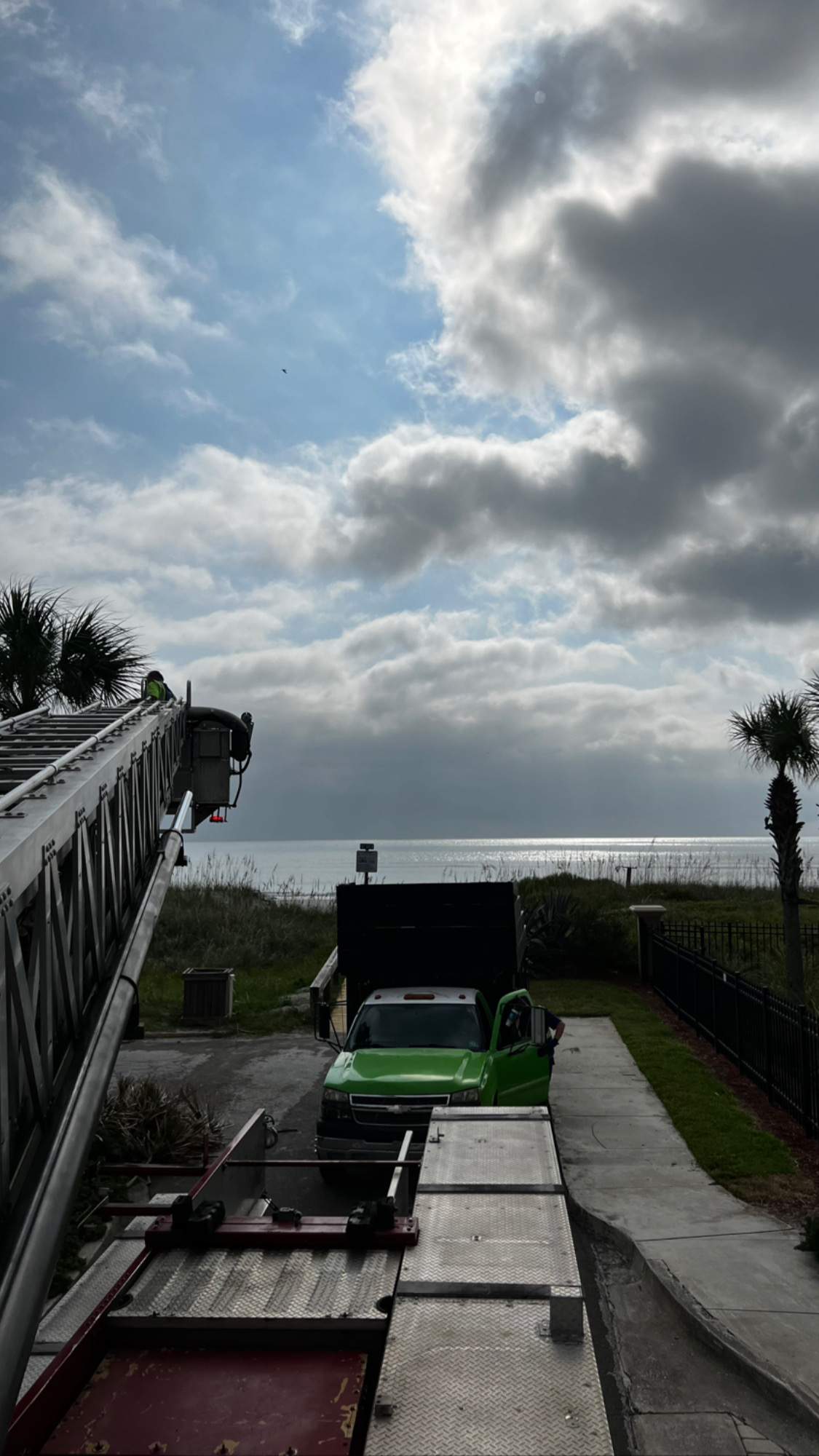 Palm Trimming | Landmark Condominiums by ProGreen Services