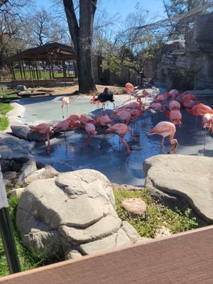 Charles Paddock Zoo Flamingo Pond