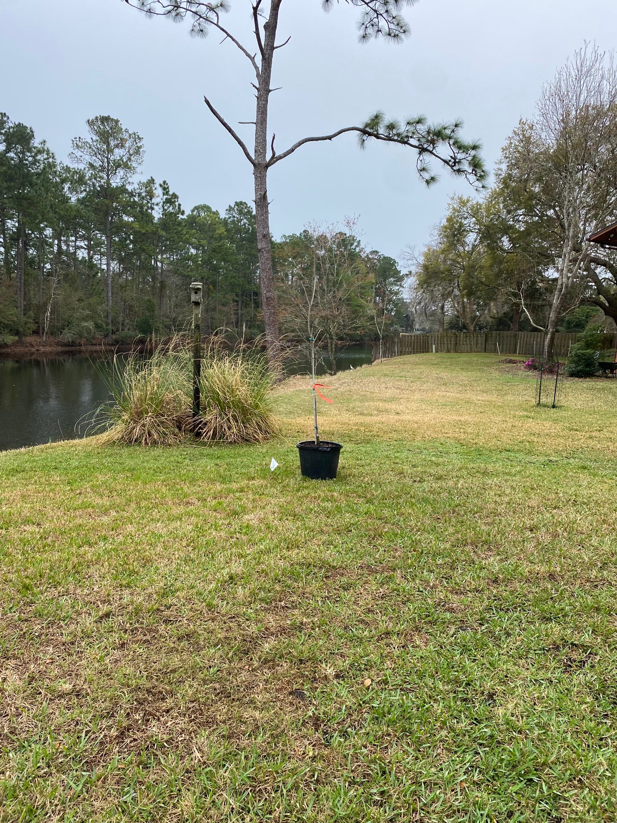 Deerwood Resident | Tree Install by ProGreen Services