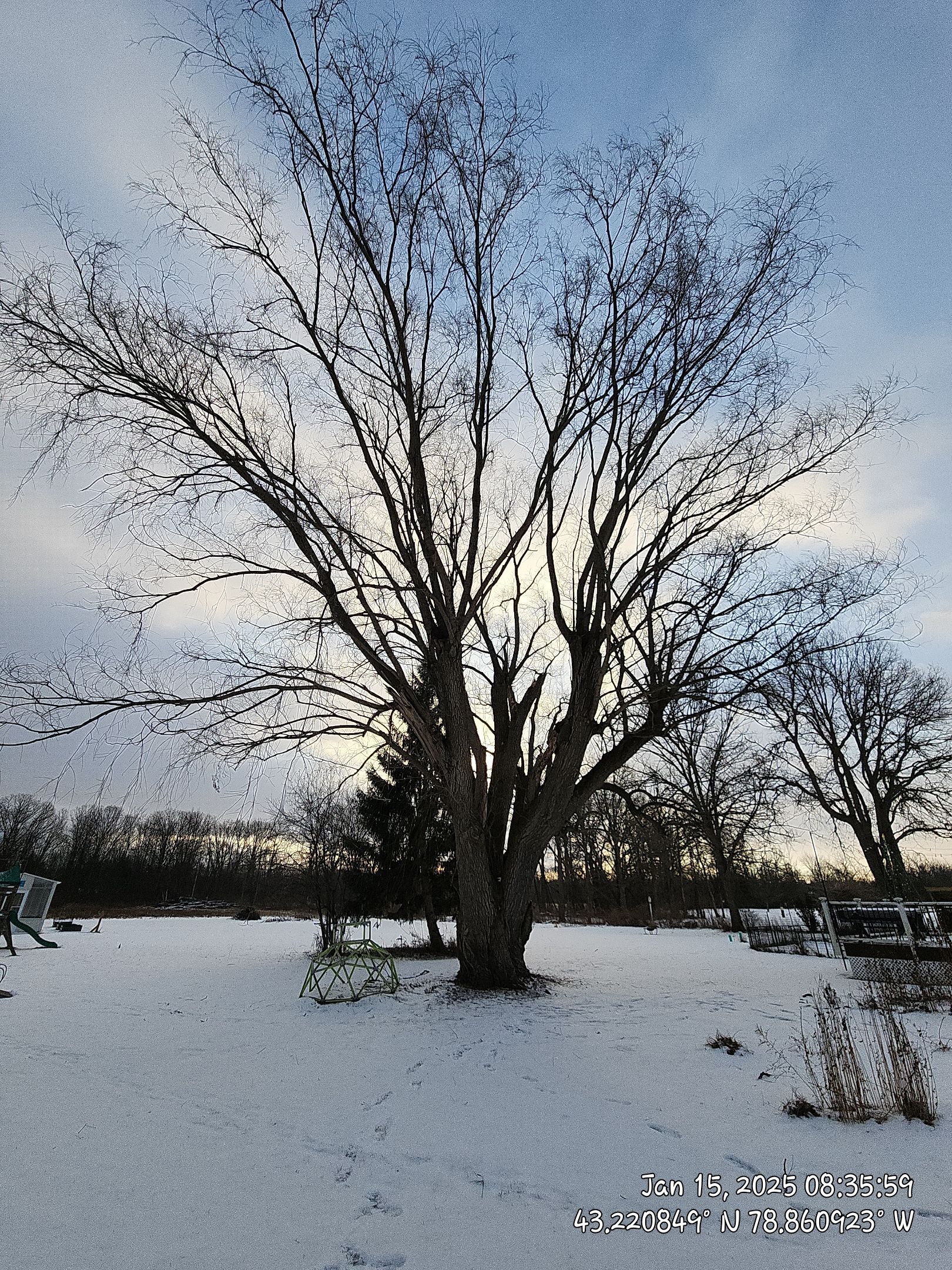 Tree Removal by Treeman Tom LLC