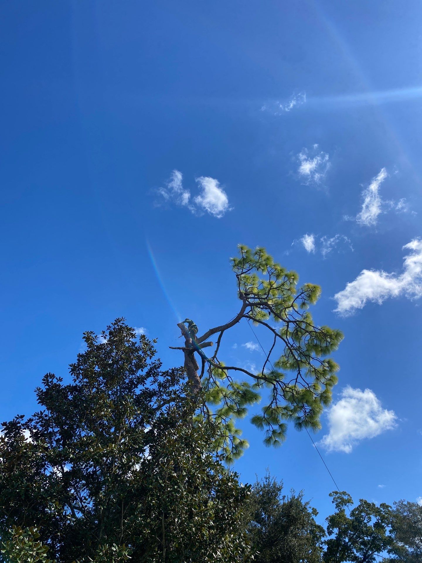 Deerwood Resident | Tree Removal by ProGreen Services
