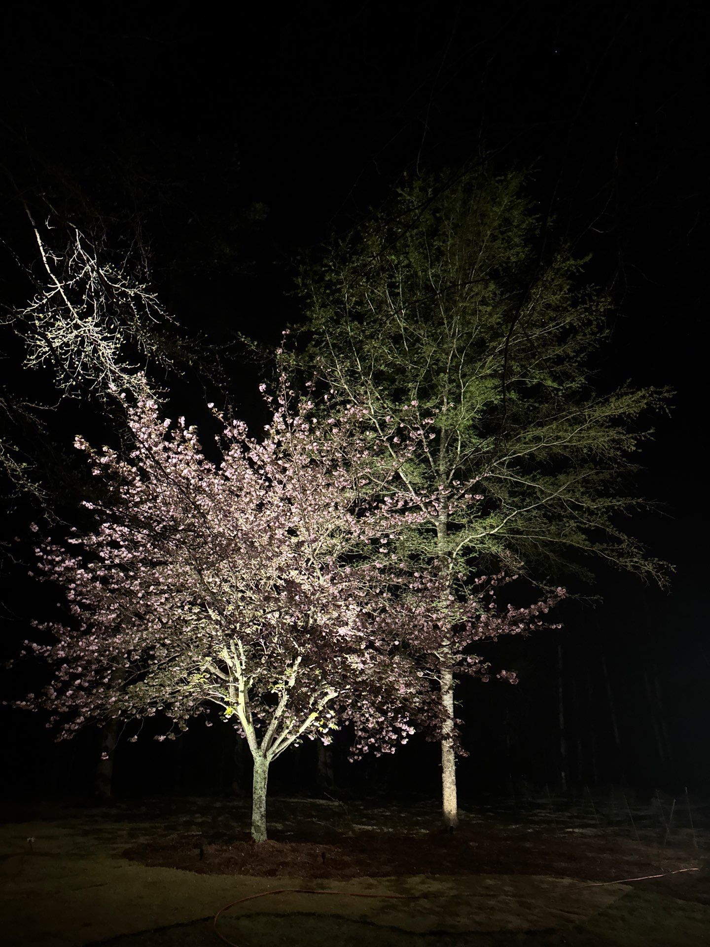 COLD Project by Georgia Outdoor Decor