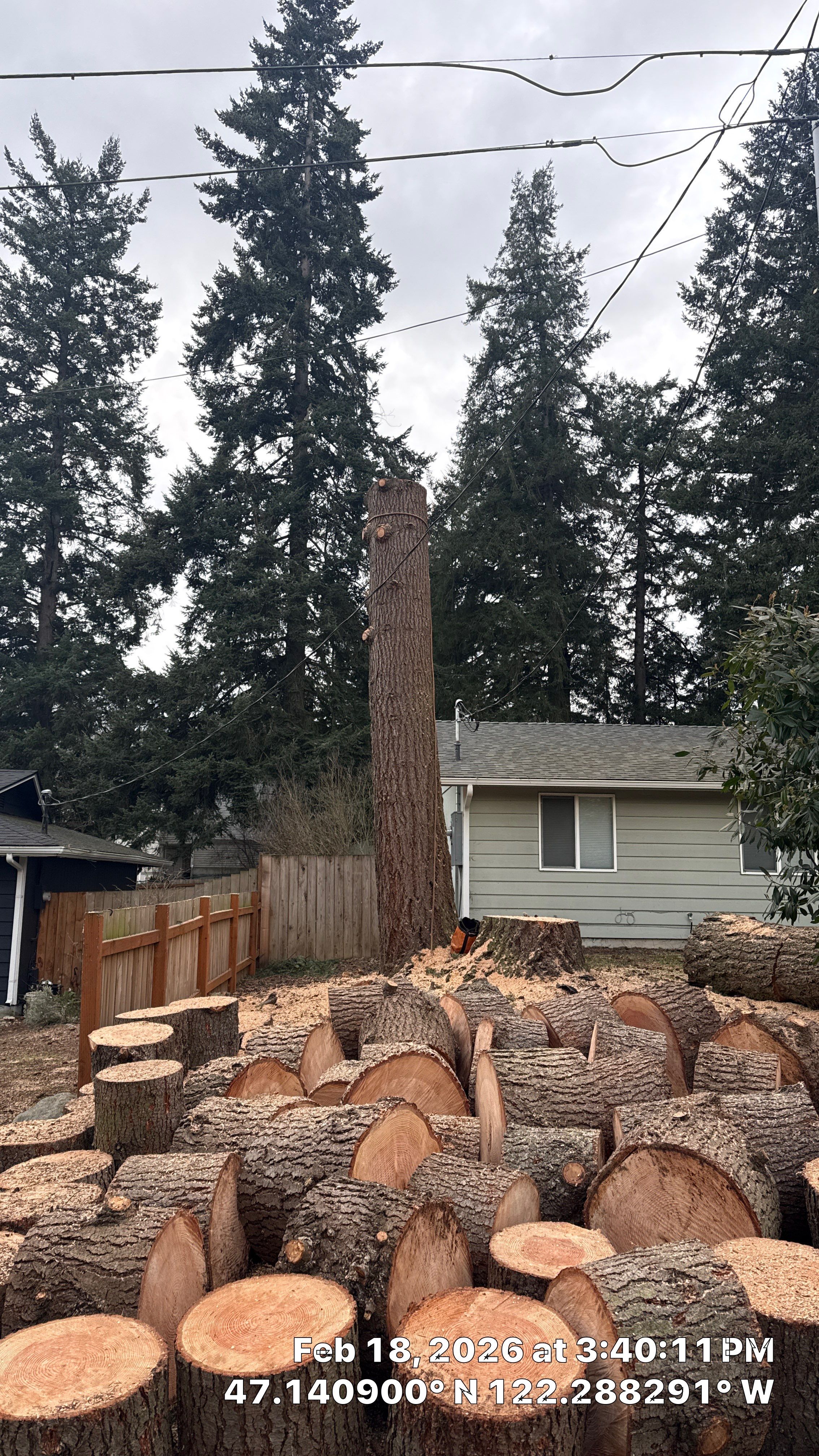 Large Fir Tree Removal Near Power Lines in Puyallup, WA by Sound Tree Care LLC