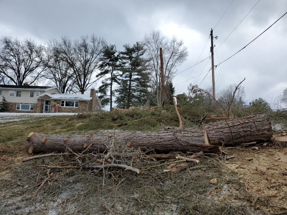 Tree Removal using Tree Removal by Mike Jones & Sons Tree Service LLC 