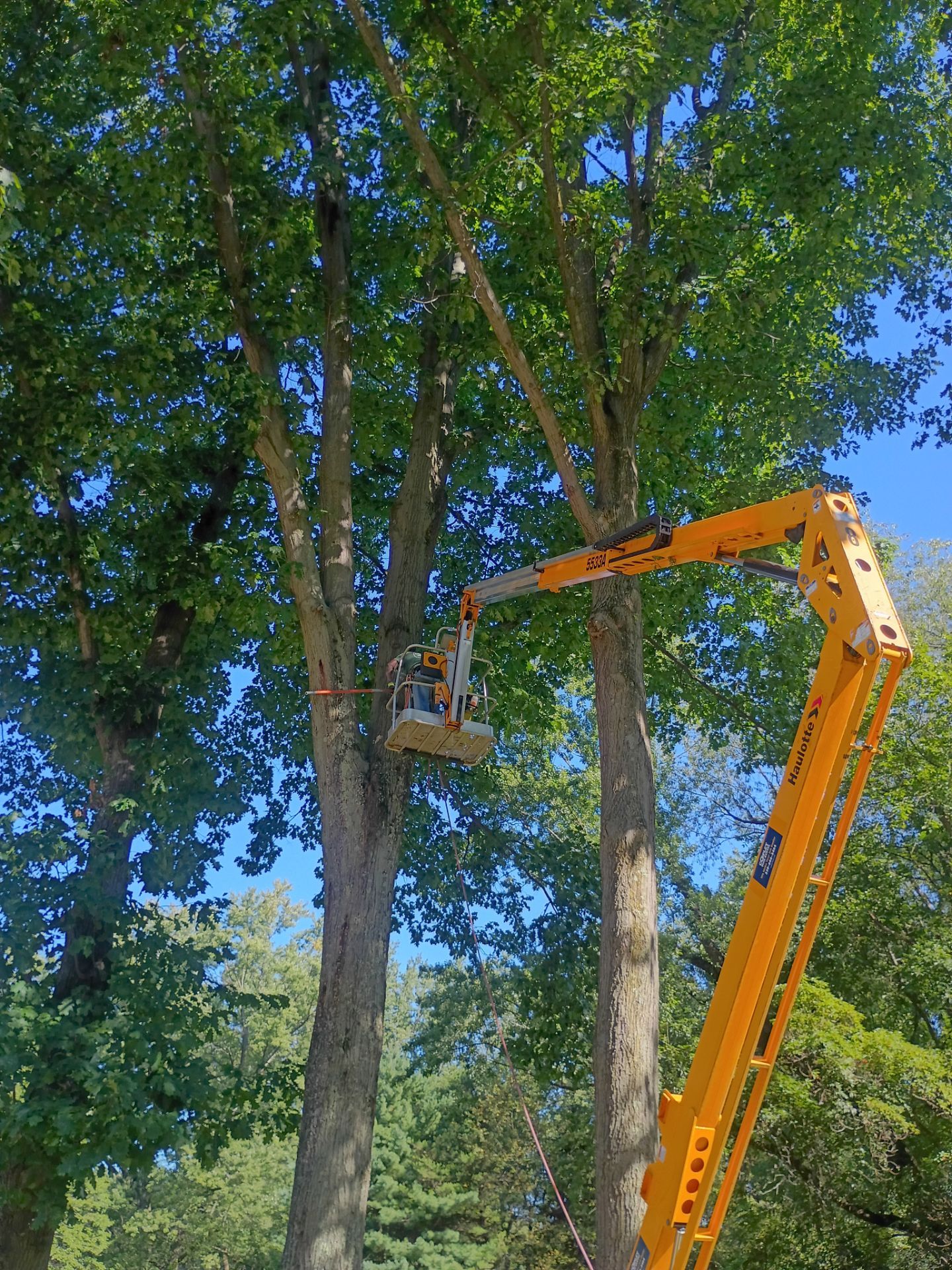 Tree Trimming & Tree Removal in Akron Ohio by Mike Jones & Sons Tree Service LLC 