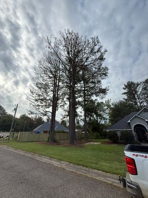 Pine Tree Removal