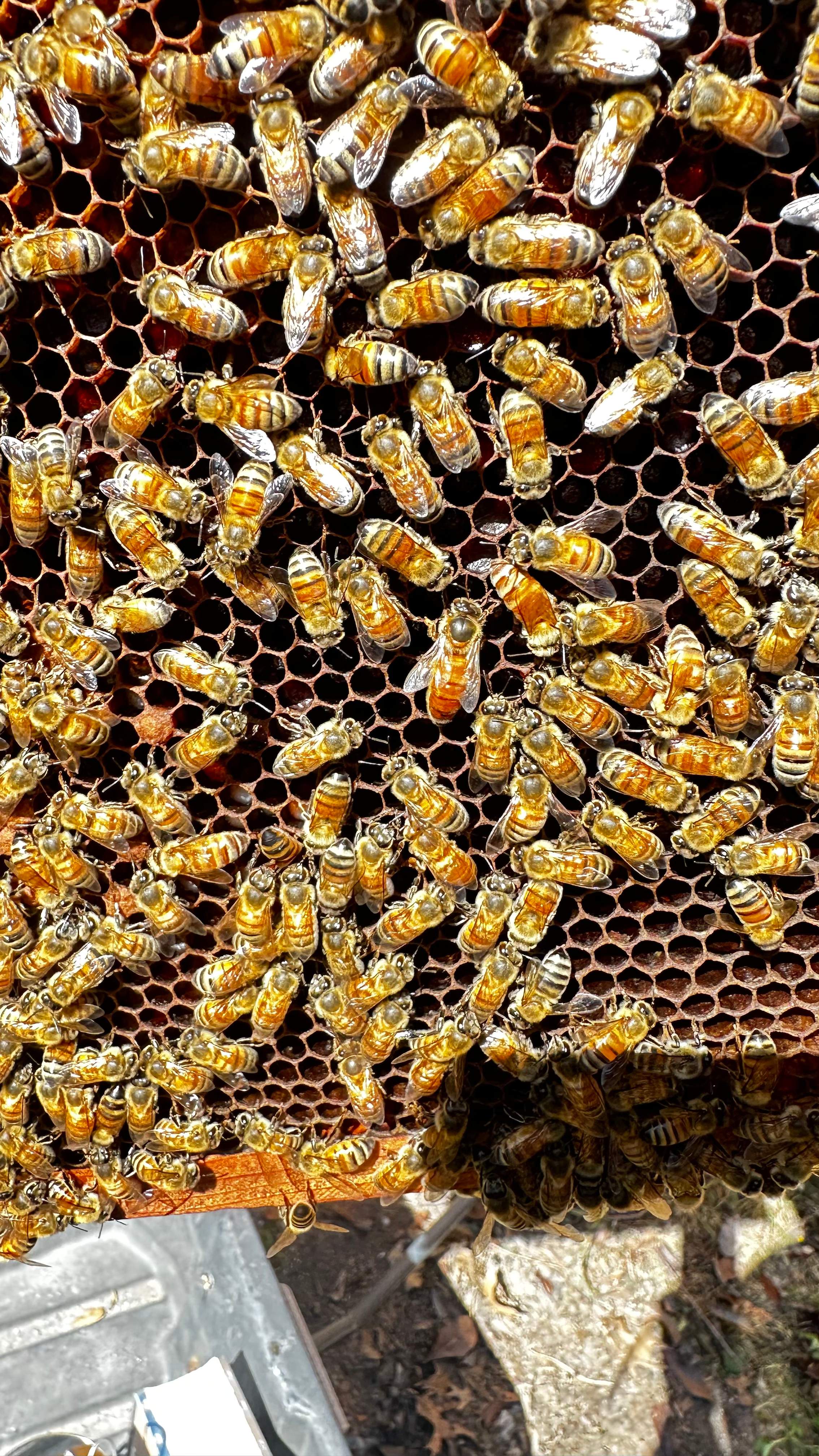 Project in Dallas by Rockwall Honey Bee Company