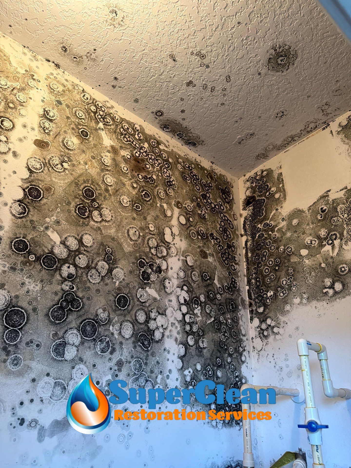 Mold Remediation and Interior Structural Drying in Wellington, Florida by SuperClean