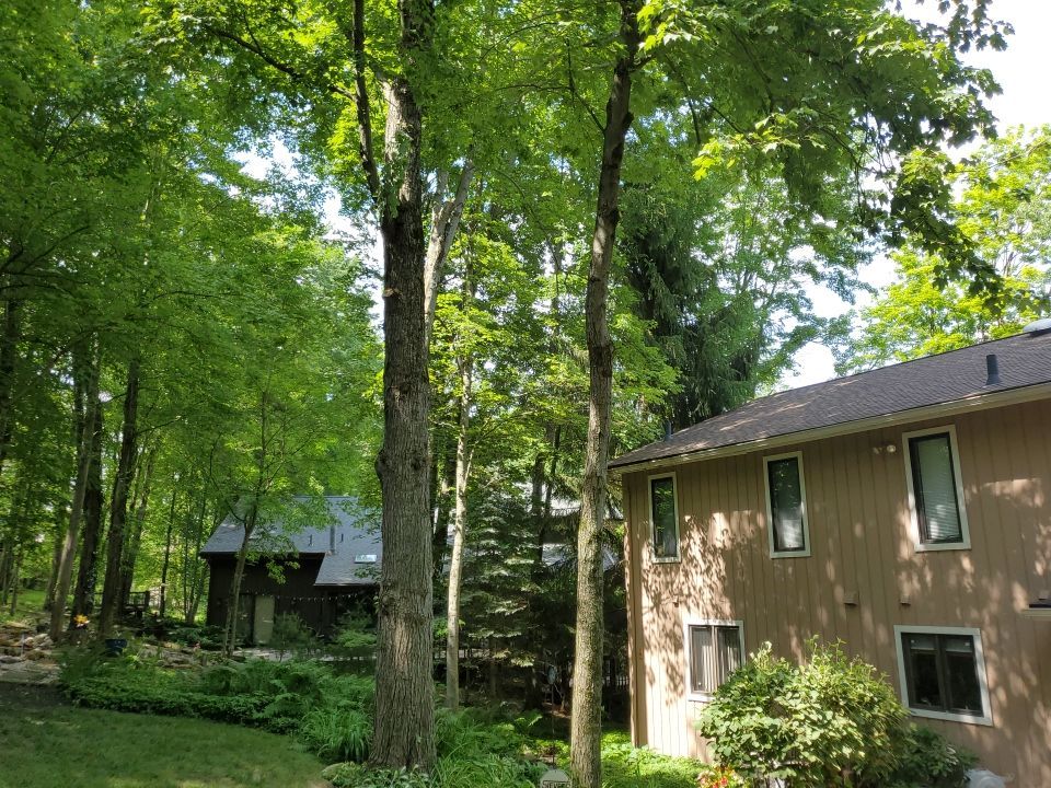 Tree Trimming using Tree Pruing by Mike Jones & Sons Tree Service LLC 