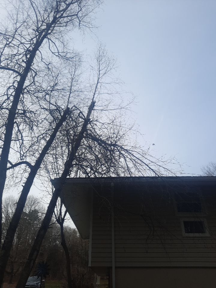 Tree Removal using Tree Removal by Mike Jones & Sons Tree Service LLC 