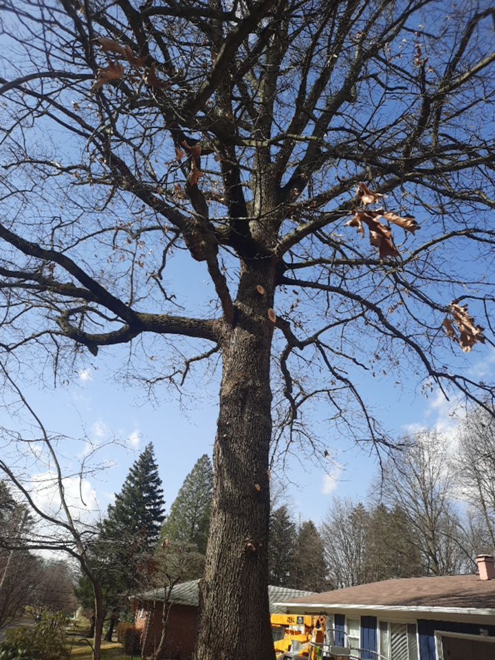 Tree Trimming using Tree Pruing by Mike Jones & Sons Tree Service LLC 