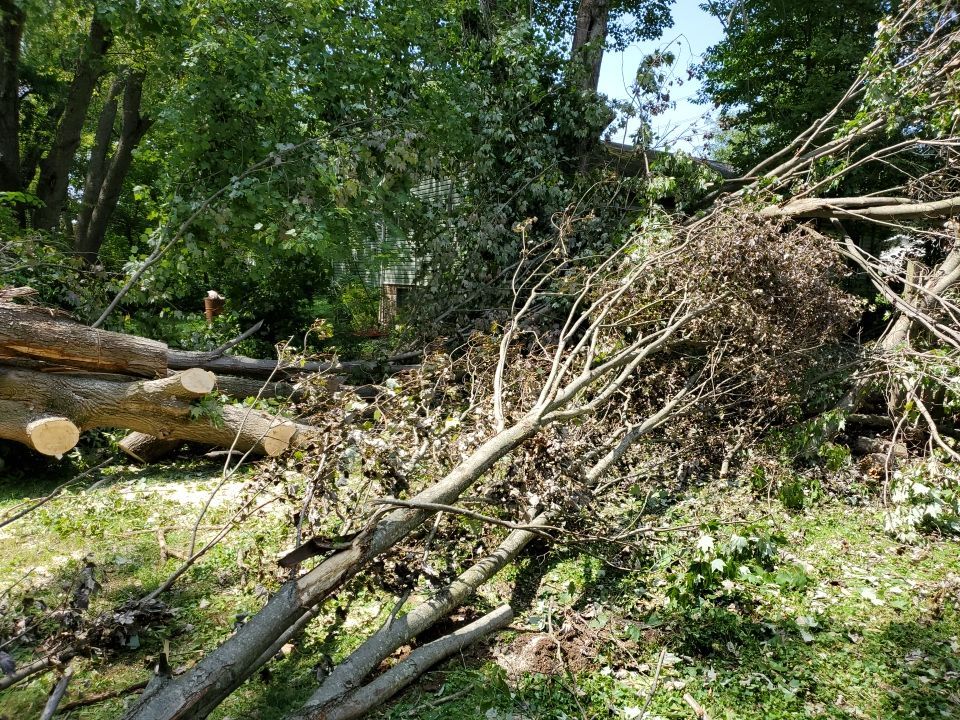 Storm Damaged Tree Removal  by Mike Jones & Sons Tree Service LLC 