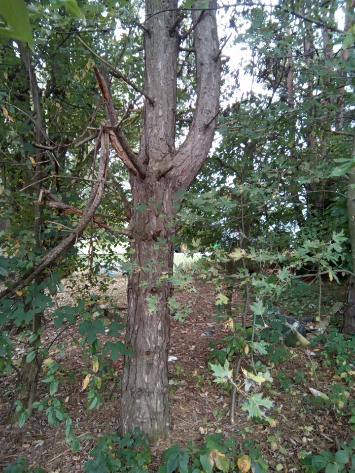 Tree Removal using Tree Removal by Mike Jones & Sons Tree Service LLC 