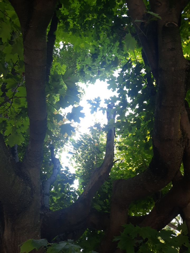 Tree Trimming using Tree Pruing by Mike Jones & Sons Tree Service LLC 