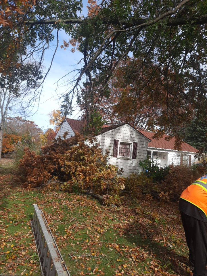 Tree Removal using Tree Removal by Mike Jones & Sons Tree Service LLC 